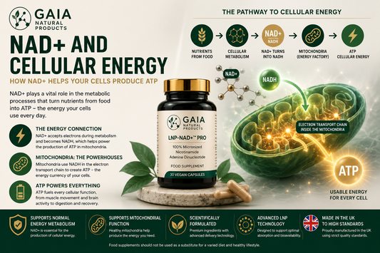 NAD+ and Cellular Energy: How NAD+ Supports ATP Production | GAIA Supplements