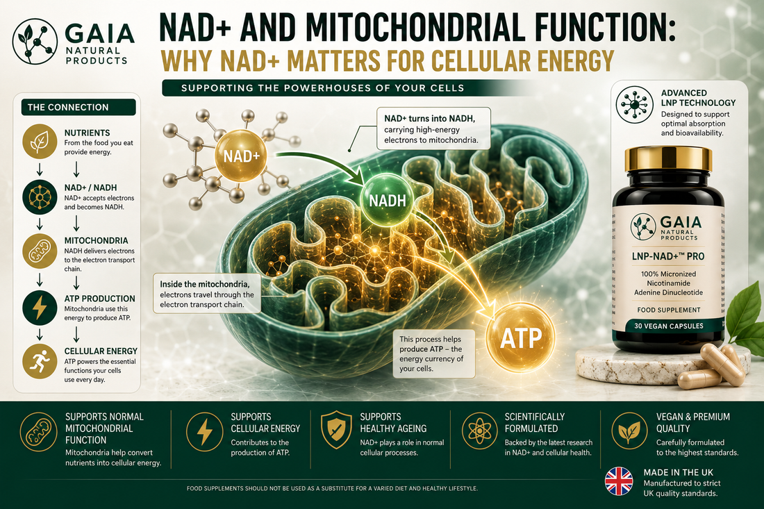 NAD+ and Mitochondrial Function: Why NAD+ Matters for Cellular Energy