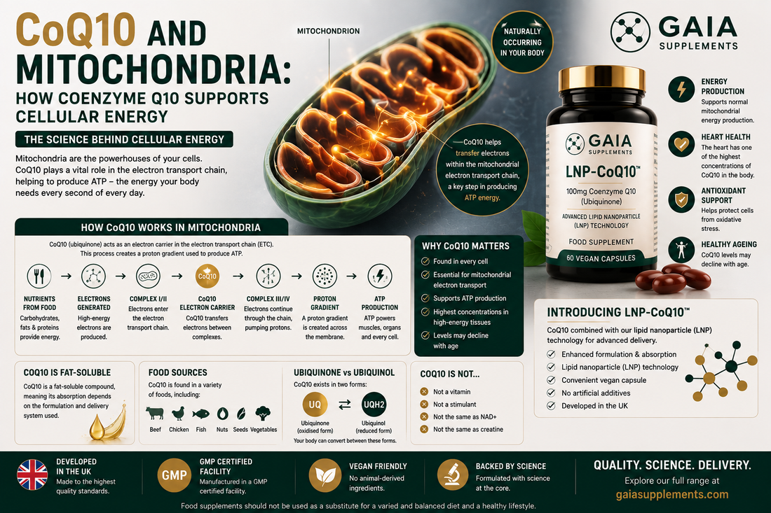 CoQ10 and Mitochondria: How Coenzyme Q10 Supports Cellular Energy (UK Guide 2026)