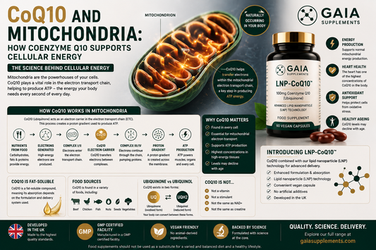 CoQ10 and Mitochondria: How Coenzyme Q10 Supports Cellular Energy (UK Guide 2026)