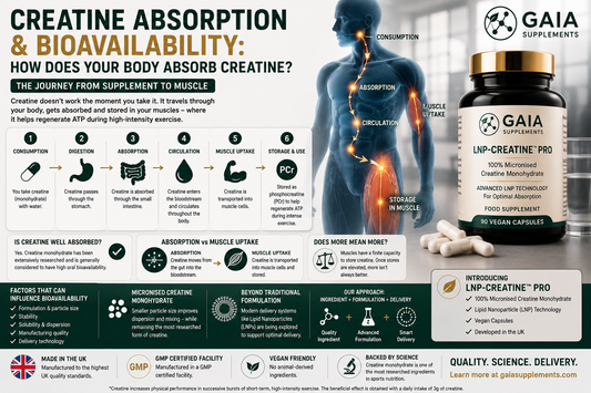 Creatine Absorption & Bioavailability: How Does Your Body Absorb Creatine? (UK Guide 2026)